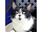Adopt Figaro a Domestic Shorthair / Mixed cat in Fort Davis, TX (41257418)