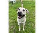 Adopt Rio a Tan/Yellow/Fawn Husky / Mixed dog in Conway, SC (41257486)