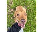 Adopt Stratton a Tan/Yellow/Fawn Australian Cattle Dog / Mixed dog in Conway