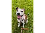 Adopt Mandy a Brindle American Pit Bull Terrier / Boxer / Mixed dog in Burton
