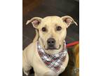 Adopt Maggie a Tan/Yellow/Fawn - with White Labrador Retriever / American Pit