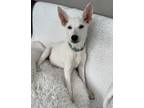 Adopt Toby a White German Shepherd Dog dog in Pleasant Hill, CA (40297487)