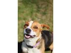 Adopt Lady a Tricolor (Tan/Brown & Black & White) Beagle / Boxer / Mixed dog in