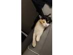 Adopt Narcanda a Calico or Dilute Calico Domestic Longhair / Mixed (long coat)