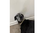Adopt Harley a Black Great Dane / Mixed dog in San Diego, CA (41257390)