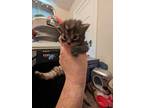 Adopt Baby Kitten 1 a Calico or Dilute Calico Domestic Mediumhair / Mixed