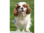 Adopt Cavalier Chelsea a Red/Golden/Orange/Chestnut - with White Cavalier King