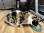 Adopt Callie + Patches (2 cats) a Calico or Dilute Calico Domestic Shorthair /