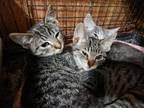 Adopt Paris a Brown Tabby Domestic Mediumhair cat in Modesto, CA (41244864)