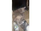 Adopt Francie a Tortoiseshell Domestic Shorthair / Mixed (short coat) cat in