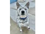 Adopt Sully a Gray/Blue/Silver/Salt & Pepper Australian Cattle Dog / Mixed dog