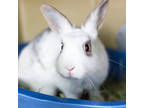 Adopt Coconut a Red American / American / Mixed (short coat) rabbit in