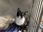 Adopt Mousy a Black & White or Tuxedo Domestic Shorthair (short coat) cat in