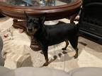 Adopt Cleopatra a Black - with Tan, Yellow or Fawn Miniature Pinscher / Mixed