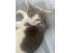 Adopt Sage a Cream or Ivory Domestic Mediumhair / Mixed (medium coat) cat in