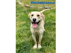 Adopt Snickerdoodle a Tan/Yellow/Fawn Labrador Retriever / Mixed dog in