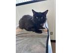 Adopt Pepper a All Black Domestic Mediumhair / Mixed cat in Burton