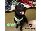 Adopt Bear (Courtesy Post) a Black Labrador Retriever / Mixed dog in Council