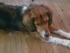 Adopt Reggie a Brown/Chocolate - with White Beagle / Mixed dog in Moberly