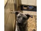 Adopt Duke a Brindle Plott Hound / Mixed dog in Montgomery, TX (41256872)
