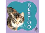Adopt Gentoo a White Domestic Shorthair / Mixed Breed (Medium) / Mixed (short