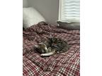 Adopt Koda a Spotted Tabby/Leopard Spotted American Shorthair / Mixed (short