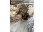 Adopt Ren a Brown Tabby Domestic Shorthair / Mixed (short coat) cat in Terre