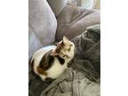 Adopt Tink a Calico or Dilute Calico Domestic Shorthair / Mixed (short coat) cat