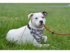 Adopt Boyd - Adoptable a American Pit Bull Terrier / Mixed Breed (Medium) /