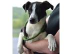 Adopt Grant - Adoptable a Affenpinscher / Terrier (Unknown Type