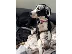 Adopt Stella a Black - with White Great Dane / Mixed dog in Loranger