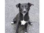 Adopt Gretchen - Adoptable a Affenpinscher / Terrier (Unknown Type