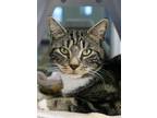 Adopt Scotch Tape a Brown Tabby Domestic Shorthair / Mixed Breed (Medium) /