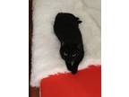 Adopt Luna a All Black Burmese / Mixed (medium coat) cat in Berkeley