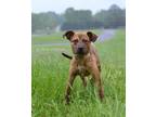 Adopt Tessie - Adoptable a Terrier (Unknown Type, Small) / Mixed Breed (Medium)