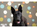 Adopt Eclipse a Black German Shepherd Dog / Labrador Retriever / Mixed dog in