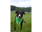 Adopt Lucas - Adoptable a Labrador Retriever / Mixed Breed (Medium) / Mixed dog