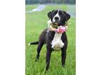 Adopt Tasha - Adoptable a Labrador Retriever / Mixed Breed (Medium) / Mixed dog