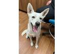 Adopt Whity* a White Mixed Breed (Medium) / Mixed dog in Baton Rouge
