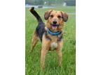 Adopt Brinks - Adoptable a Airedale Terrier / Mixed Breed (Medium) / Mixed dog