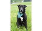 Adopt Runt - Adoptable a Labrador Retriever / Mixed Breed (Medium) / Mixed dog