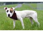 Adopt Roger - Adoptable a Terrier (Unknown Type, Small) / Mixed Breed (Medium) /