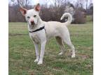 Adopt Clarice a White Siberian Husky / American Staffordshire Terrier / Mixed