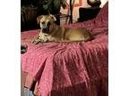 Adopt Teddy Bear a Tan/Yellow/Fawn - with White Black Mouth Cur / Mixed dog in