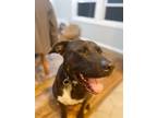 Adopt thorin a Black - with White American Pit Bull Terrier / German Shepherd