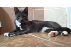 Adopt Grey a Black & White or Tuxedo Domestic Mediumhair / Mixed (short coat)