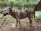 Adopt Alphred a Brindle Labrador Retriever / Mixed dog in Texarkana