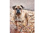 Adopt Chip a Brindle - with White Bullmastiff / Mixed dog in Winnipeg
