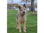 Adopt Zorro - Adoption Pending a Tan/Yellow/Fawn German Shepherd Dog / Border