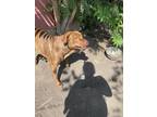 Adopt Jax a Brindle Mastiff / Cane Corso / Mixed dog in Fairmont, NE (41256342)